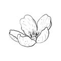 Vector illustration of flower of cherry, sakura, apple, plum, wild cherry plum, bird cherry. Black outline of petals