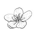 Vector illustration of flower of cherry, sakura, apple, plum, wild cherry plum, bird cherry. Black outline of petals