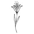 Vector illustration of a flower in doodle style Royalty Free Stock Photo