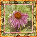 Vector illustration of flower Echinacea.