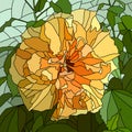 Vector illustration of flower hibiscus (Chinese rose).