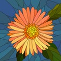 Vector illustration of flower orange aster.