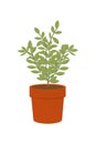 Vector illustration flower, plant growing in a pot. Potted plant icon. Little plant seedling.