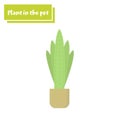 Vector illustration flower, plant growing in a pot. Potted plant icon. Little plant seedling.