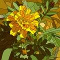 Vector illustration of flower yellow marigold.