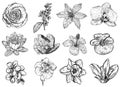 Vector illustration of flowers (black and white)