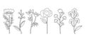 Vector illustration of Flowers in a continuous line by hand. Botanical illustration for printing. Royalty Free Stock Photo