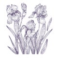 Vector illustration of flowers irises