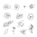 Vector illustration of flowers and leaves in doodle handdraw style