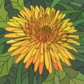 Vector illustration of flowers orange dandelion. Royalty Free Stock Photo