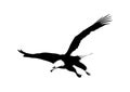 Vector illustration of flying bald eagle black and white Royalty Free Stock Photo