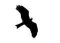 Vector illustration of flying black kite in the sky black and white Royalty Free Stock Photo