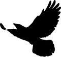 Vector illustration of flying crow in the sky black and white