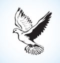 Vector illustration Flying dove