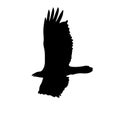 Vector illustration of flying eagle in the sky black and white Royalty Free Stock Photo