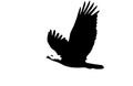 Vector illustration of flying eagle in black and white Royalty Free Stock Photo