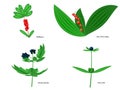 Vector illustration of forest poisonous berries Royalty Free Stock Photo