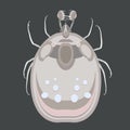 Mite insect a pest carrier of dangerous diseases for humans vector illustration.