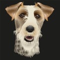 Fox terrier dog head on a black background Royalty Free Stock Photo