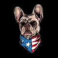 Vector Illustration of french bulldog with cool american flag cartoon style in black background