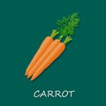 Vector illustration of fresh carrots, template, banner