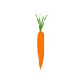 Vector illustration of fresh orange carrot with green leaves isolated on white Royalty Free Stock Photo