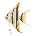 Vector illustration of freshwater aquarium angelfish, pterophyllum scalare Royalty Free Stock Photo