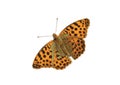 The vector illustration of Fritillary butterfly isolated in white