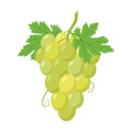 Vector illustration of a funny bunch of green grapes in cartoon style