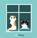 Funny dog and cat Royalty Free Stock Photo