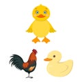 Vector illustration of funny and poultry logo. Set of funny and farming vector icon for stock. Royalty Free Stock Photo