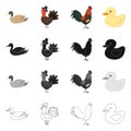 Vector design of funny and poultry icon. Collection of funny and farming stock symbol for web. Royalty Free Stock Photo