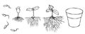 Vector Illustration of Germ and Seeds Sprout with Roots in Ground. Seedling, Shoot, Sapling Gardening Plant. Trees