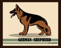 German Shepherd Dog color vector eps 10 Royalty Free Stock Photo