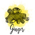 Vector illustration, ginger in hand drawn graphics Royalty Free Stock Photo