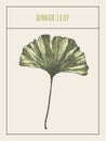 Vector illustration ginkgo leaf drawn, sketch