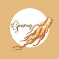 Vector Illustration of Ginseng. A root of cultivated Korean ginseng. Food ingredients used for traditional Chinese medicine