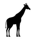 Vector illustration giraffe black silhouette icon isolated on white background Royalty Free Stock Photo