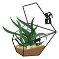 Vector illustration with a glass plant terrarium of a florarium highlighted on a white background. A plant in a Royalty Free Stock Photo