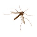 Vector illustration of gnat and mosquito sign. Set of gnat and virus vector icon for stock. Royalty Free Stock Photo