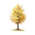 Vector illustration of a golden yellow ginkgo tree in daytime