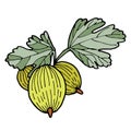 Vector illustration of gooseberry