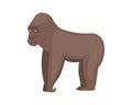 Vector illustration gorilla. African animal