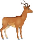 Vector illustration graceful african antelope