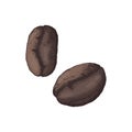 Vector illustration of 2 grains of coffee drawn by hand hatching in color. Organic natural coffee for brand and packaging design,