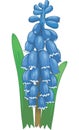 Grape Hyacinth Vector Illustration