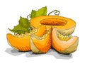 Vector illustration of drawing fruit melons.
