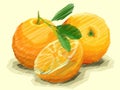 Vector illustration of drawing fruit oranges.