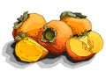 Vector illustration of drawing fruit persimmons. Royalty Free Stock Photo