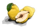 Vector illustration of drawing fruit quinces.